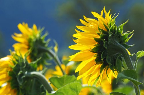 Normandy Sunflowers by Alex Cassels