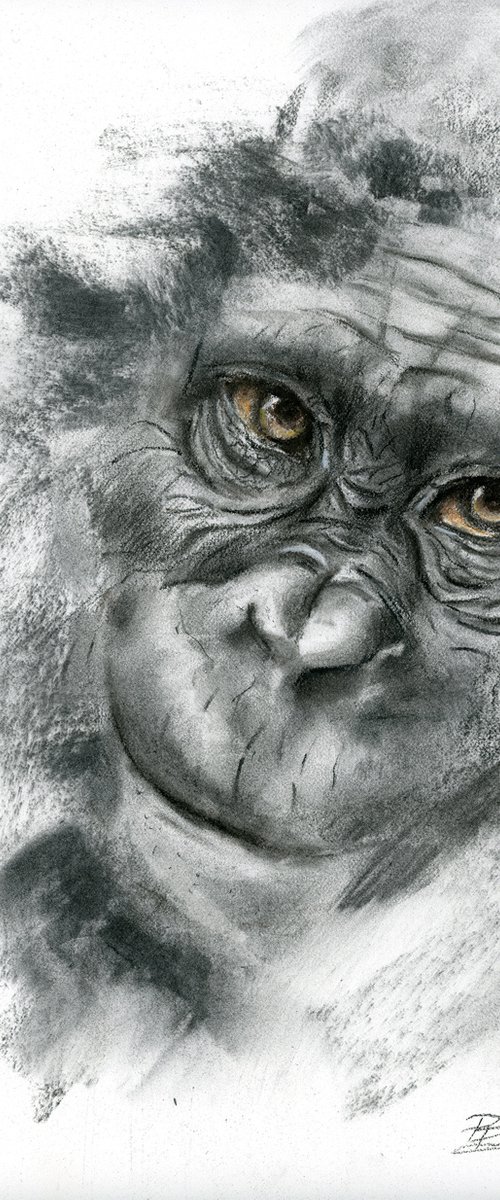 Monkey portrait (2) - Charcoal drawing by Olga Tchefranov (Shefranov)