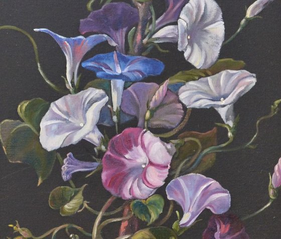 Convolvulus