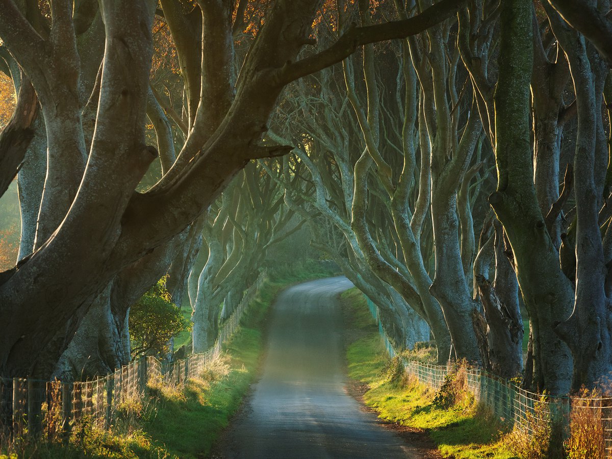 Photorealistic Landscape Photograph By Peter Zelei, 35 X 28", The Dark Hedges At Sunrise, Original Artwork