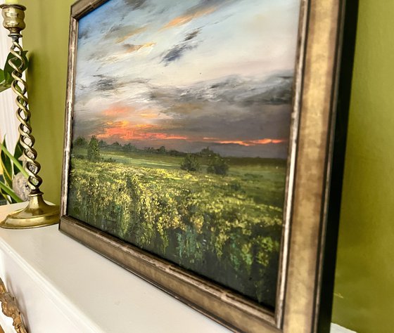Rapeseed by Sunset