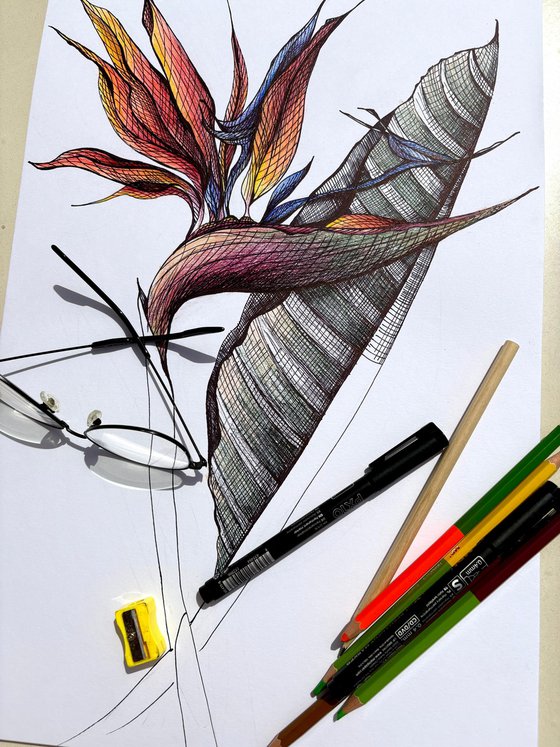 ORANGE STRELITZIA DRAWING
