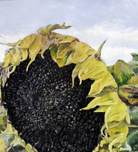 Seeds for the Future Harvest