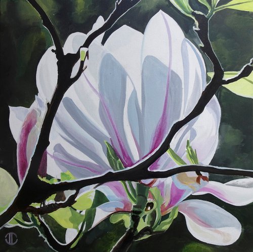 Magnolia Sunlight by Joseph Lynch