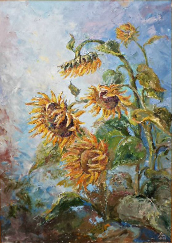 Sunflowers . Maturity