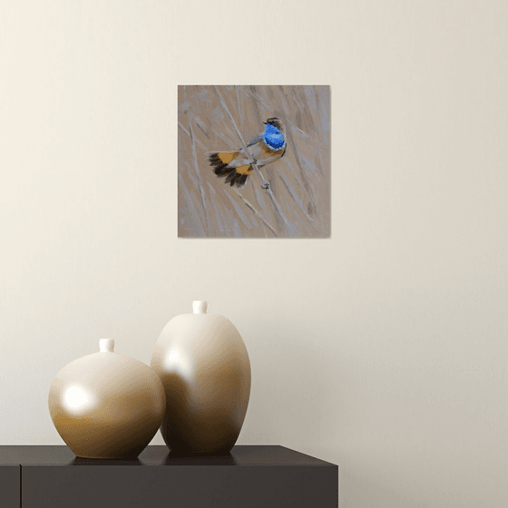 Bluethroat on a reed