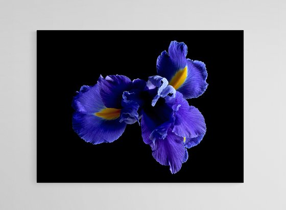Blue Iris