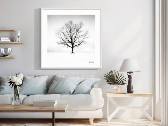 Solitude in White