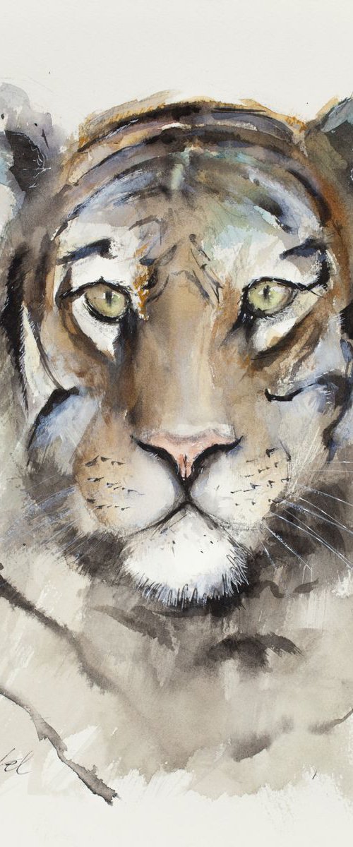 Tiger by Tomasz Mikutel