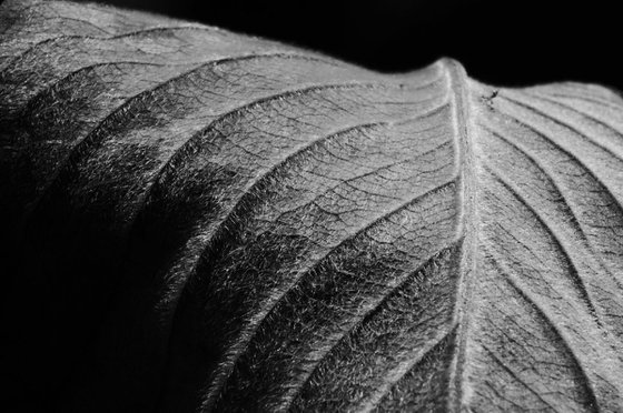 Leaf Veins VII [Framed; also available unframed]
