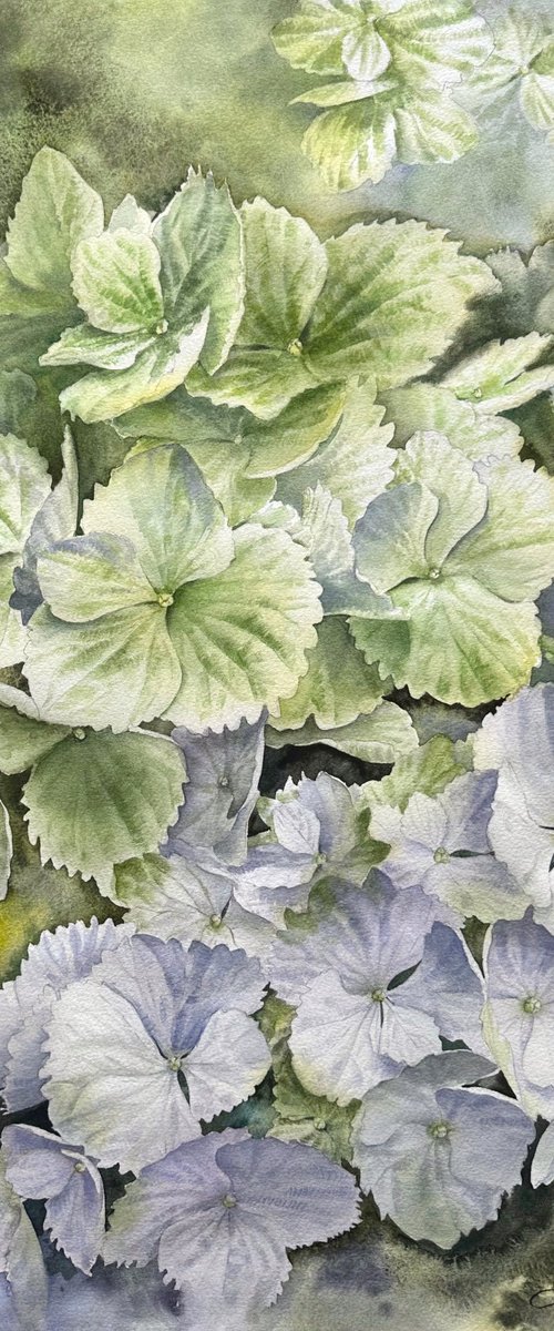 Green hydrangeas by Yuliia Ludanova