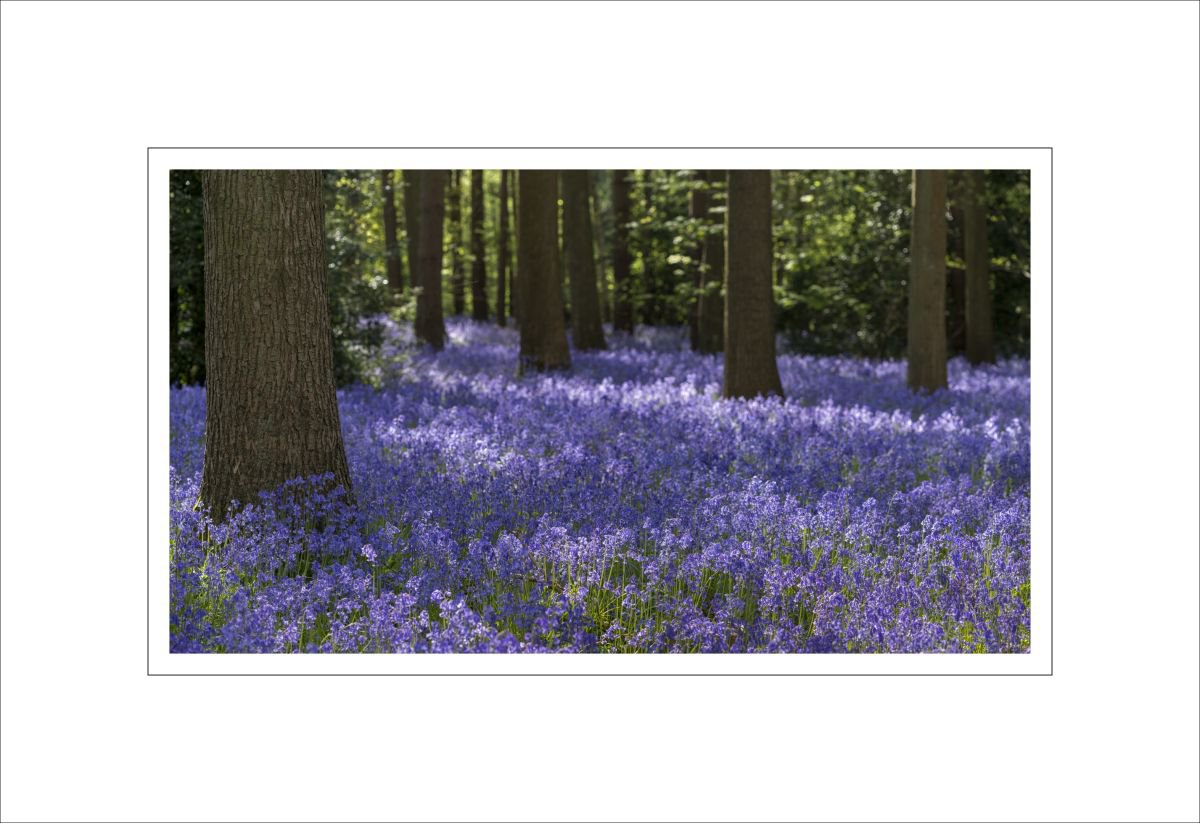 bluebell woodlands by Alan Ranger