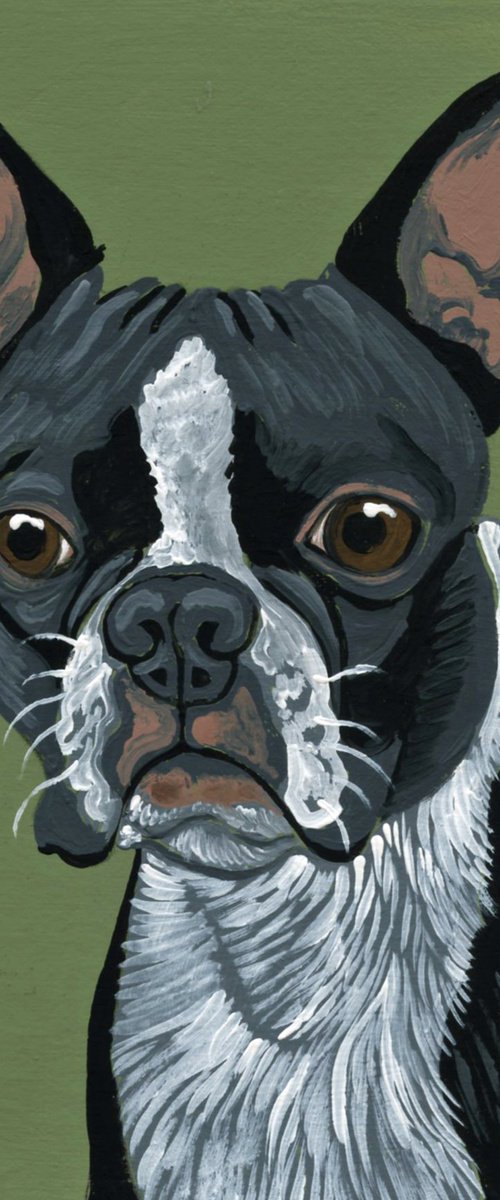 Boston Terrier by Carla Smale