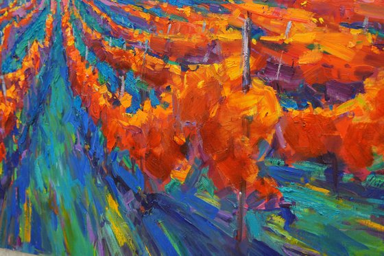 Tuscan vineyards