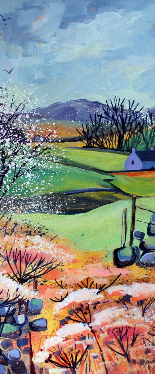 Blackthorn Blossom (Yorkshire Dales) by Julia  Rigby