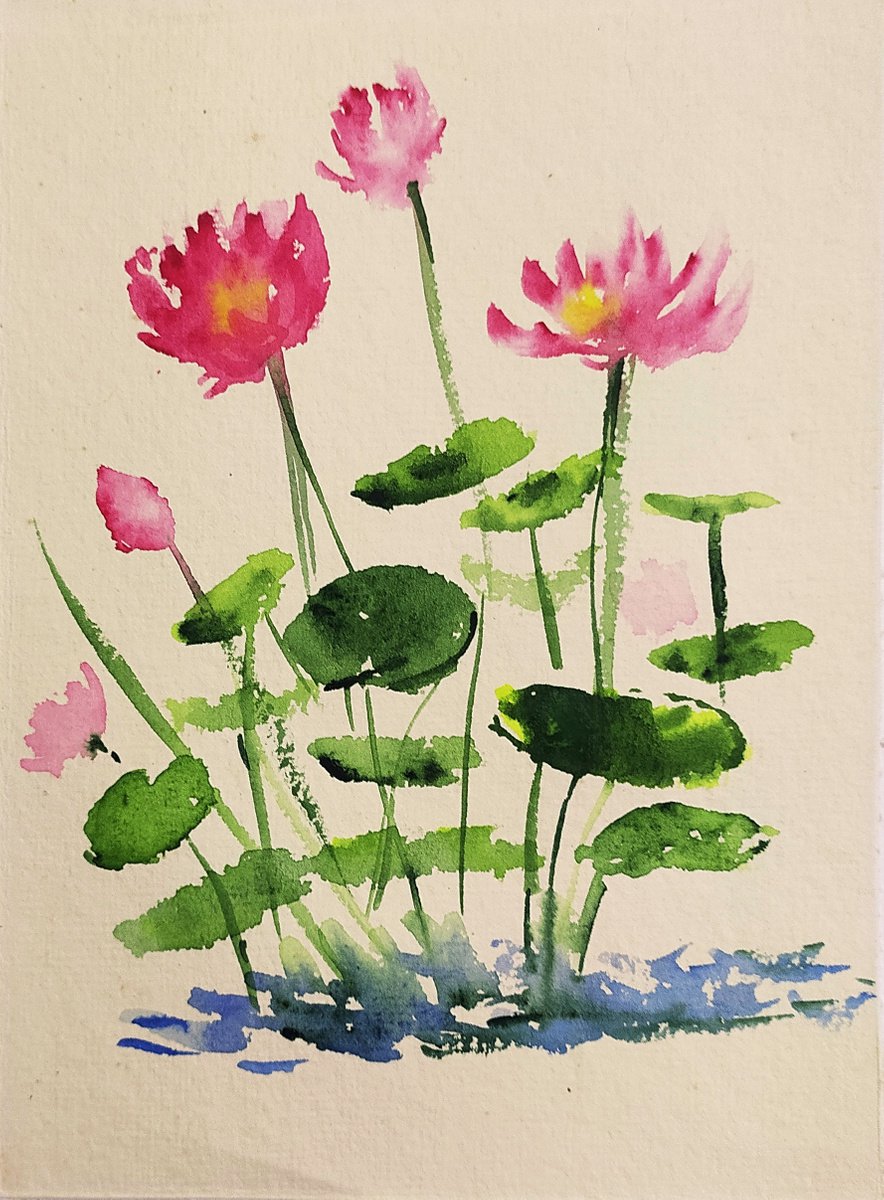 Pink waterlilies watercolors on paper 5.5x 7.5 by Asha Shenoy