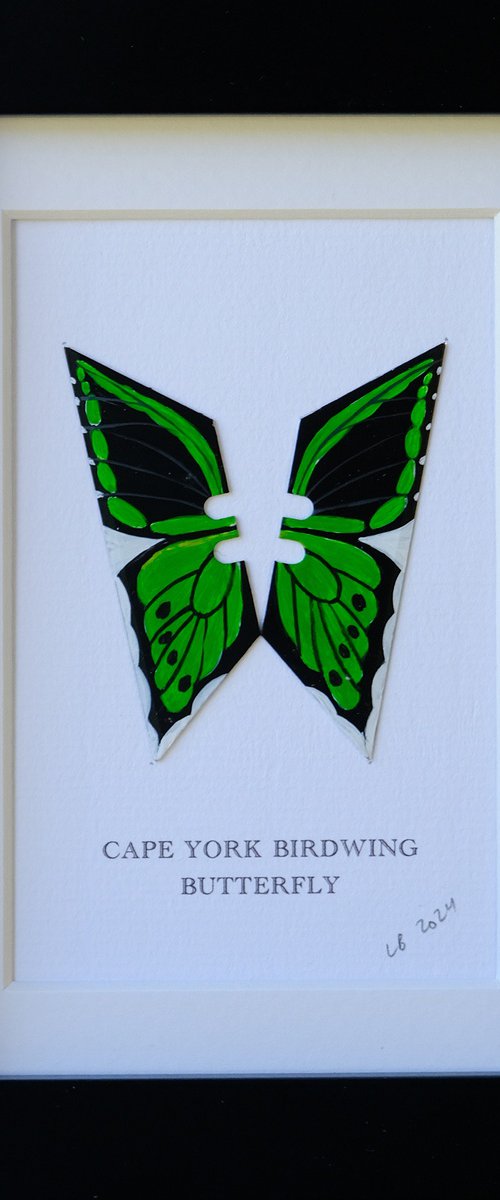 Cape York Birdwing butterfly by Lene Bladbjerg
