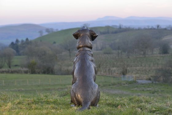 "Barney" Sitting Labrador BR