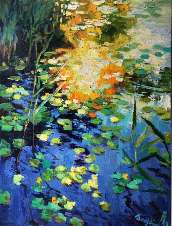 Water lilies pond. Sunset light