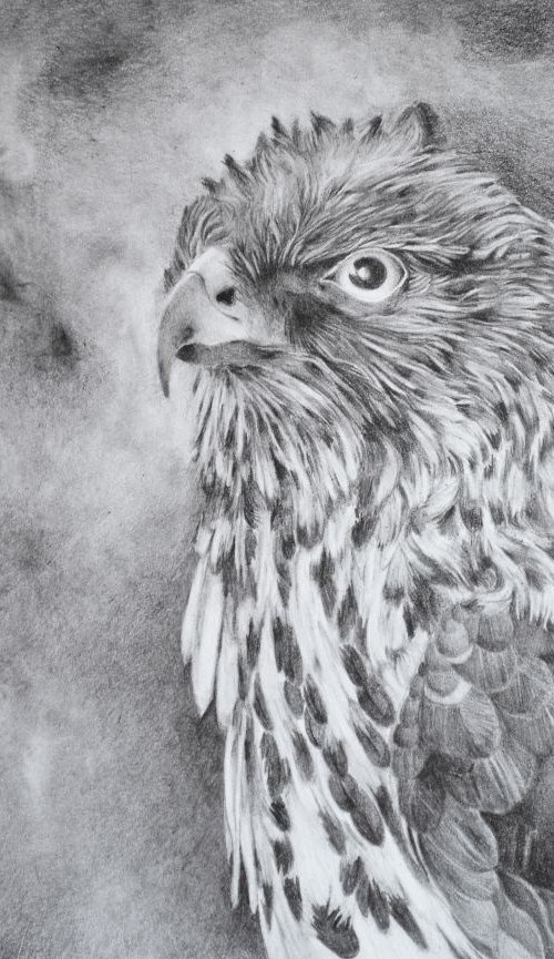 Hawk - pencil drawing by Majda Susnik