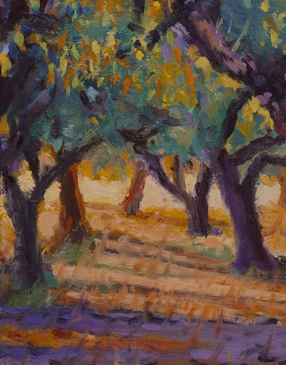 Olive Tree Grove