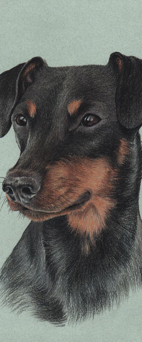 Pastel portrait of german pinscher by Olga Tsvetkova