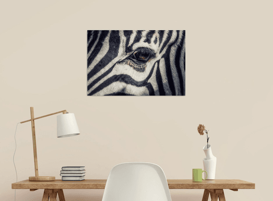 Sad zebra