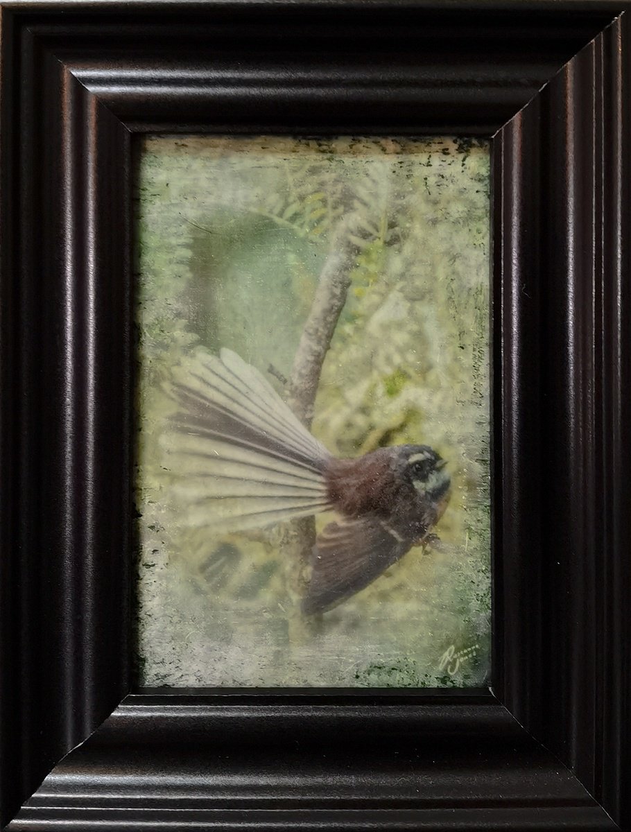 Fantail Flutter by Roseanne Jones