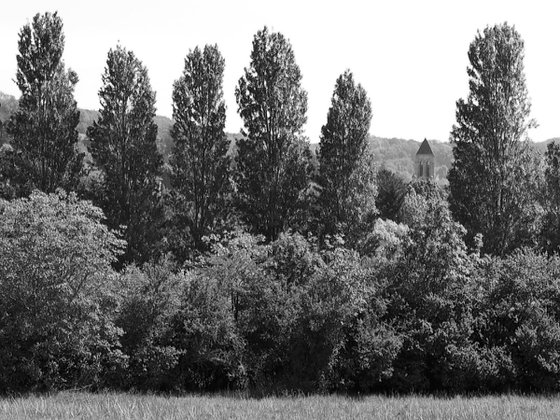 Poplars at Lavacourt