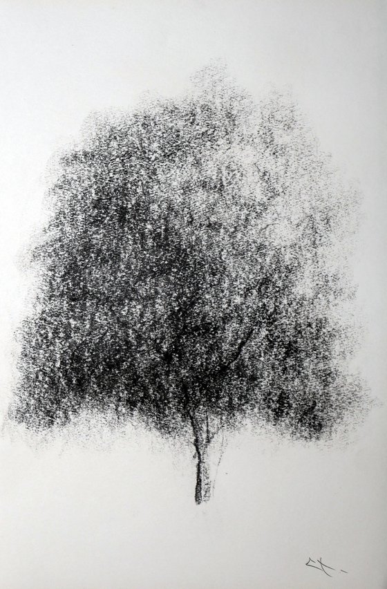 Dessin au fusain, Etude d'arbre