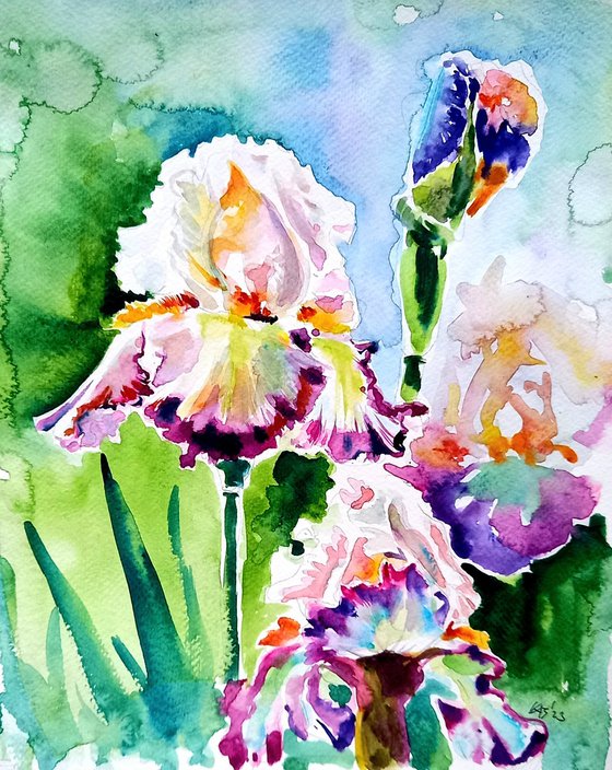 Iris from the garden