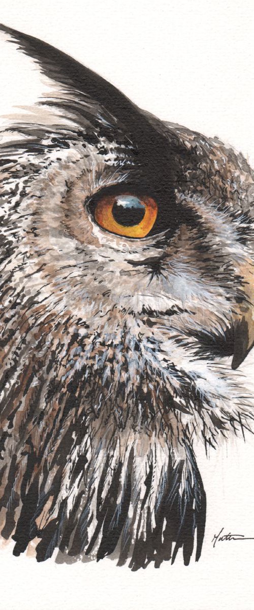European Eagle Owl by Matt Buckett