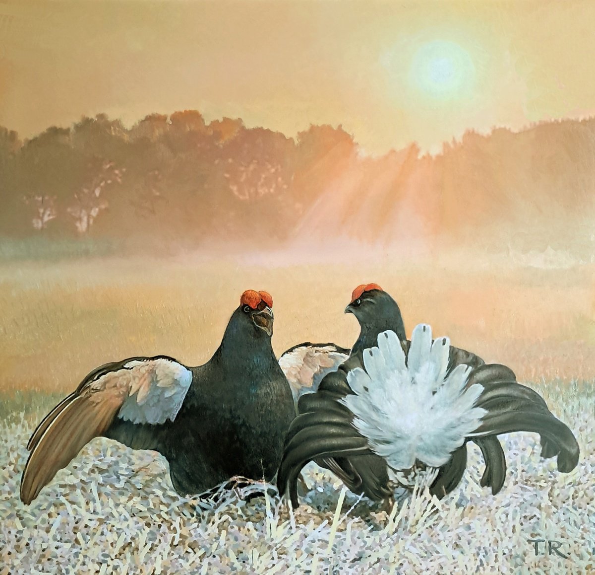 Black Grouse On The Lek / Man-To-Man Talk By Tatiana Rezvaya, 31 X 31, Artwork For Sale On Artfinder