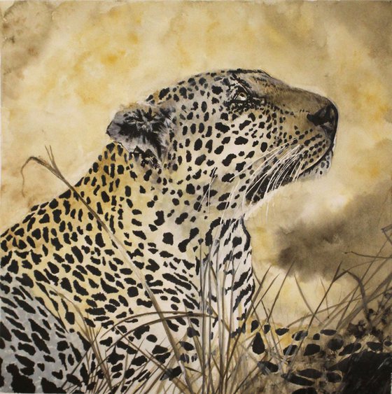 Leopard in the wild (size: 45.5x42cm / 17,7x16,5in)