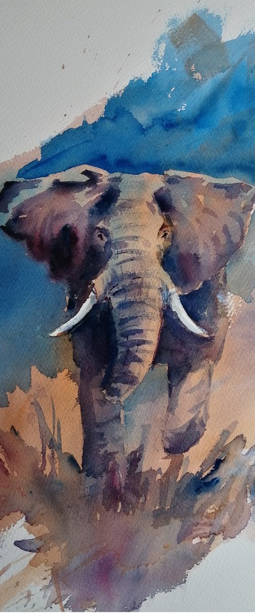 elephant 19 by Giorgio Gosti