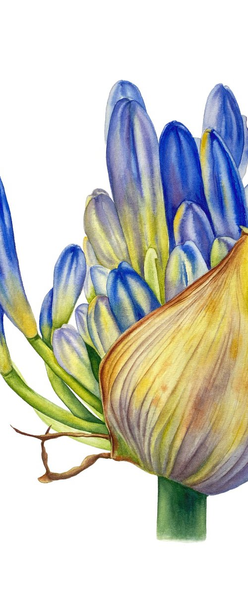 Agapanthus by Anna Lyashenko