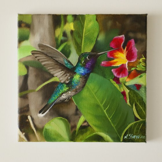 Tropical Hummingbird