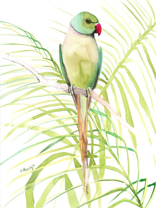 Rose-Ringed Parakeet, Parrot by Suren Nersisyan