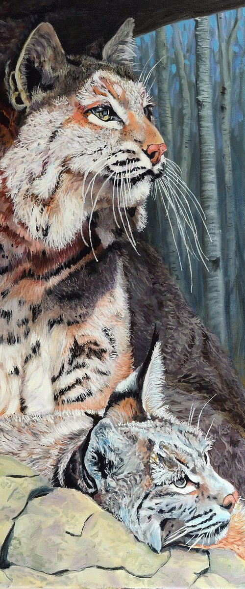 Bobcats Repose - Bobcat (Lynx rufus) by Jason Edward Doucette