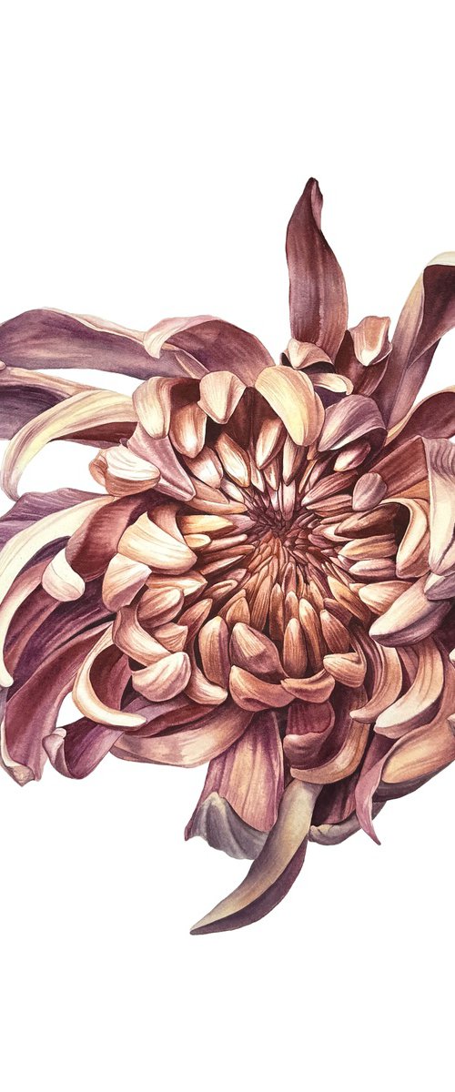 Autumn chrysanthemum Painting by Yuliia Prokopchuk