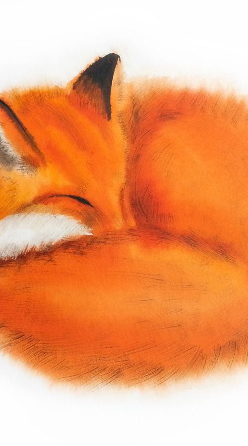 Red Fox Curls Up for a Nap #1 by Olga Beliaeva Watercolour