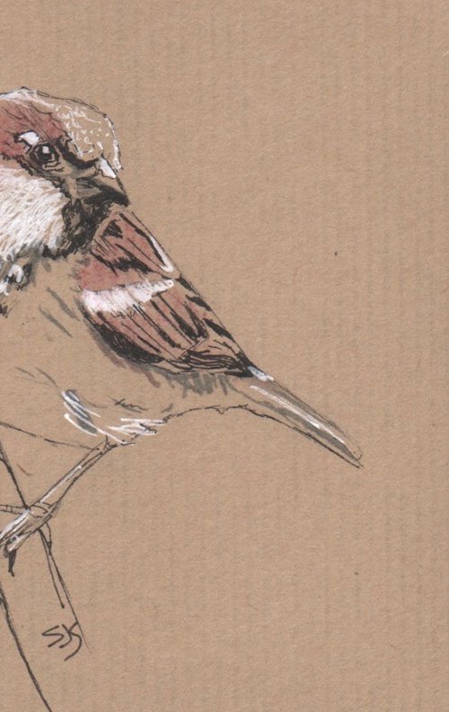 Sparrow by Sarah Stowe