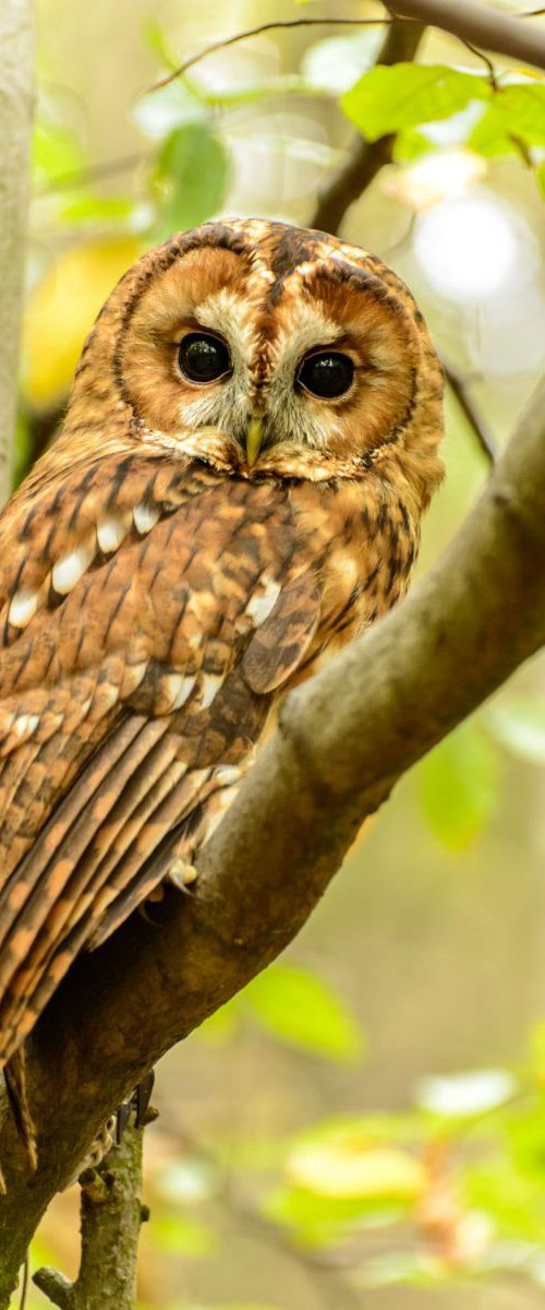 Tawny Owl  - A3 by Ben Robson Hull
