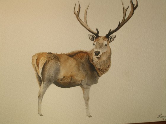 Stag Painting