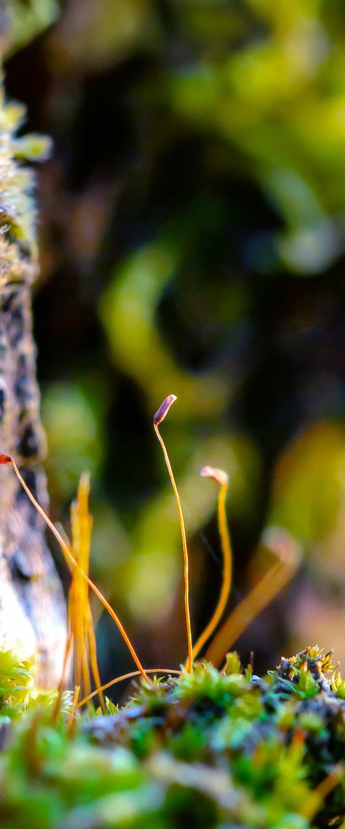 Forest's eye by Inna Etuvgi