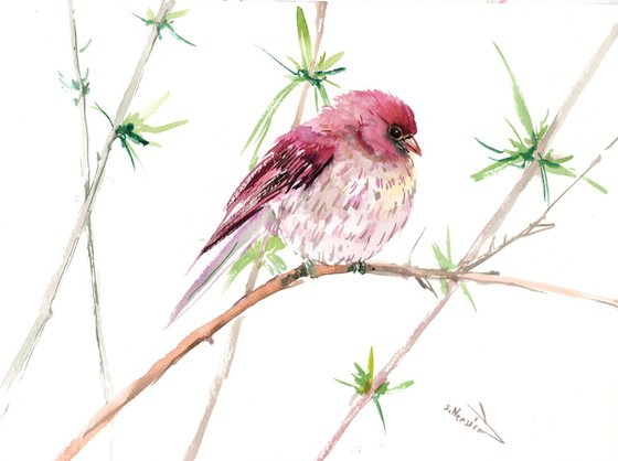 Rosefinch