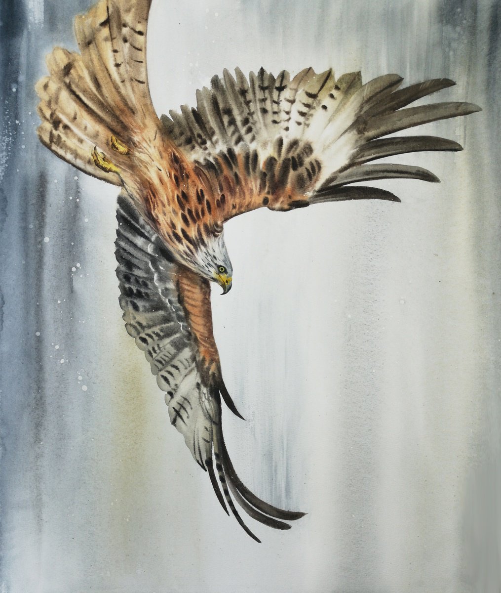 Red Kite - by Olga Beliaeva Watercolour