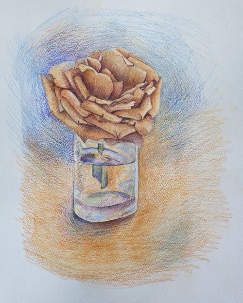 Original colored pencils drawing of coffee rose in glass by Liliya Rodnikova