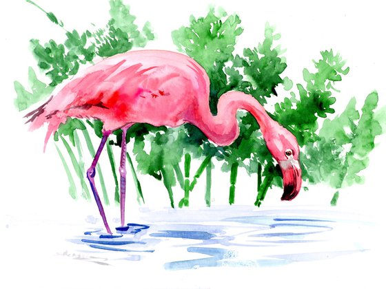 Flamingo