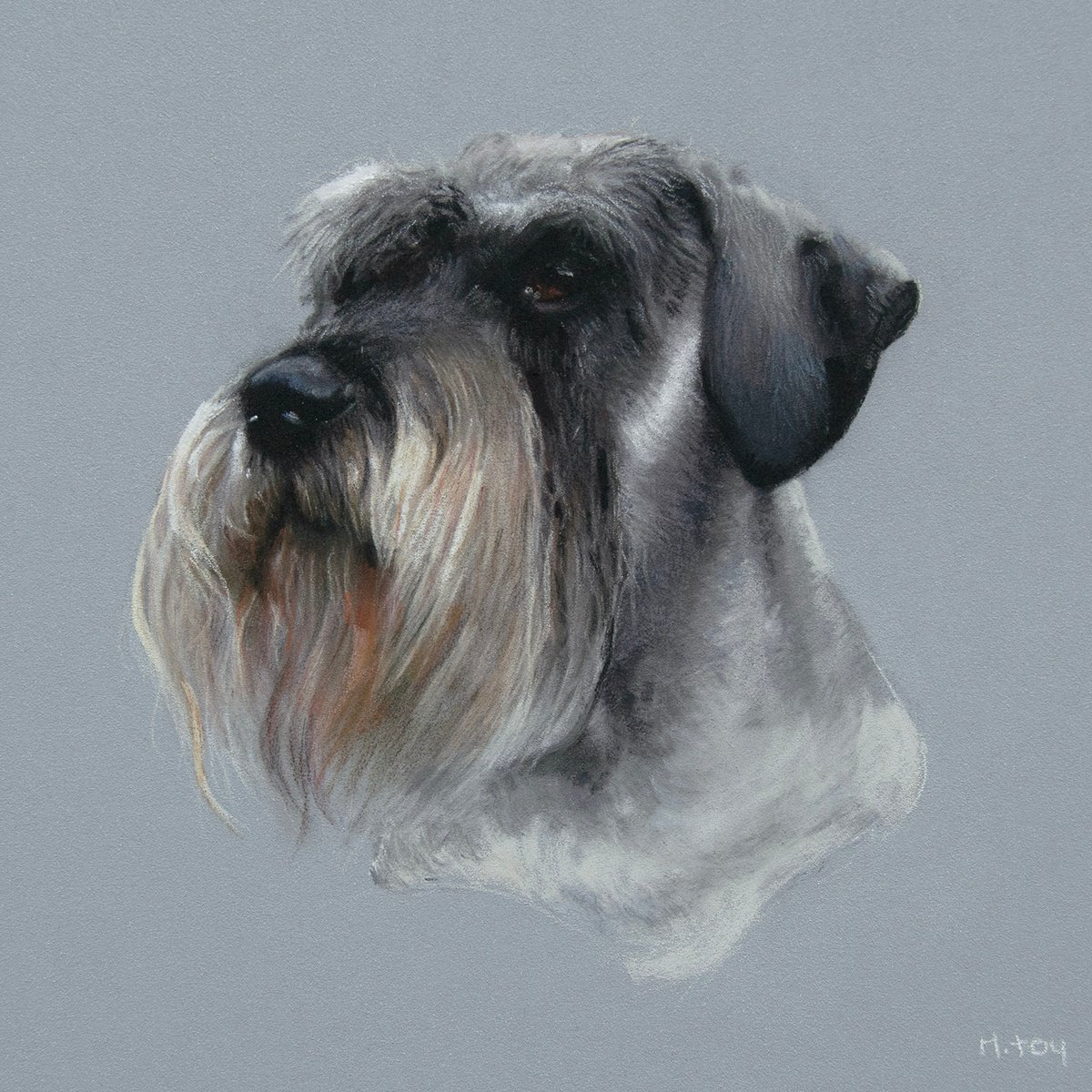 Schnauzer Portrait by Matt Foy